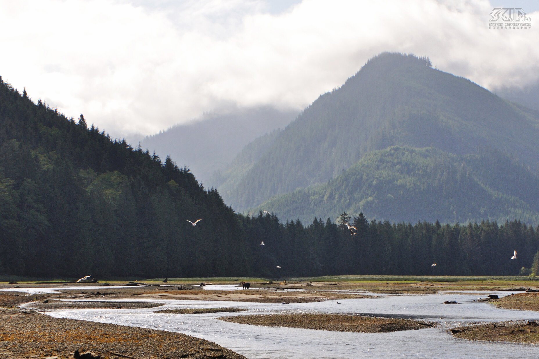 Knight Inlet Vanuit Telegraph Cove boekten we een tour naar Knight Inlet in het Great Bear Rainforest op het vaste land waar de kans groot is om bruine beren te zien aan de rivier tijdens de jaarlijkse zalmtrek. Bruine beren die hoog in de bergen leven worden 'grizzlyberen' genoemd terwijl de bruine beren aan de kust meestal 'coastal brown bears' genoemd worden.<br />
 Stefan Cruysberghs